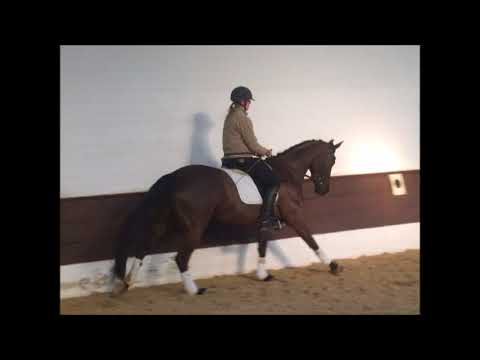 FLORENCE 4j. v. Fürst Wilhelm - Farbiano VB 10.000,- Euro