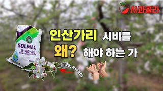 [사과재배] 인산가리 시비의 목적과  기대효과ㆍ엽면시비ㆍ관주시비