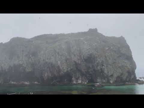 山形県酒田市　飛島の百合島のウミネコ