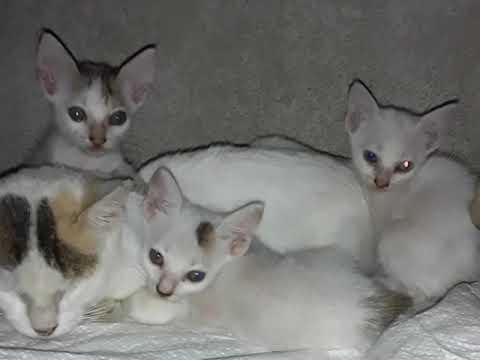 🐈🐱🐈🐀🐁🐭#viralvideo #shorts #trendingviralshorts #trending #ytshort