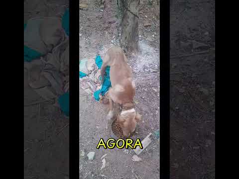cachorra Pitbull novinha encontrada ABANDONADA,  em Piúma-ES! PRECISA SER ADOTADA URGENTE!!!