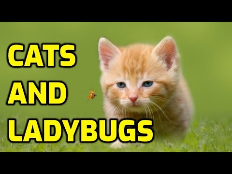Can Ladybugs Make Cats Sick?