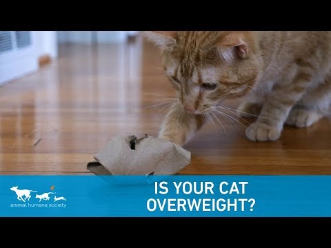 Is Your Cat Overweight?