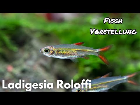Ladigesia Roloffi (Orangeroter Zwergsalmler) | Liquid Nature Fisch Vorstellung