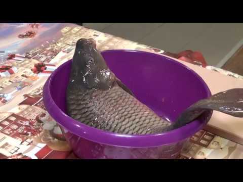 download lagu mp3 mp4 Vánoční Kapr, download lagu Vánoční Kapr gratis, unduh video klip Vánoční Kapr