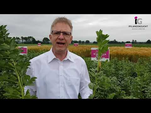 Ackerbohne GL ARABELLA - Fit durch den Winter