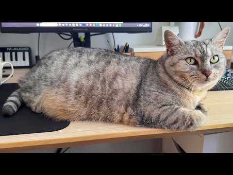 YouTube 썸네일