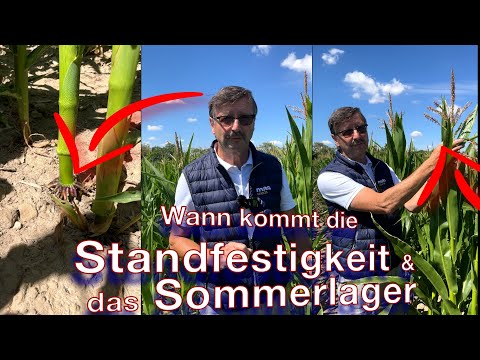Frag Dr. Schröder - Standfestigkeit & Sommerlager