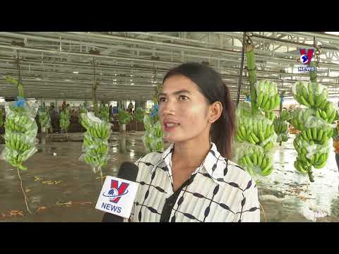 Agricultural projects creating stable employment in Cambodia