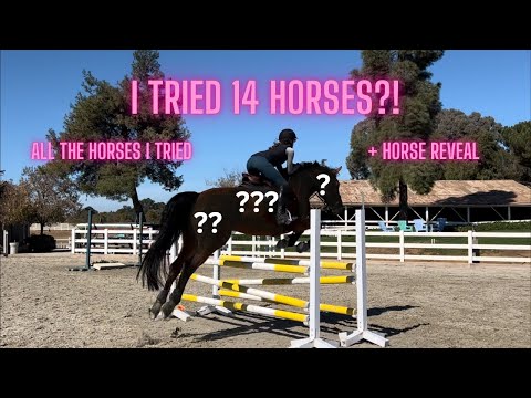 Trying Horses | All 14 Of The Horses I Tried & Revealing The Horse I Bought!