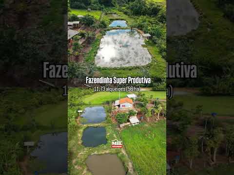 FAZENDA SUPERPRODUTIVA | 11,73 alqueires (56 hectares) Taquaral de Goiás #fazendaavenda #agro