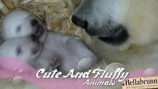 Polar bear cubs open eyes for the first time!