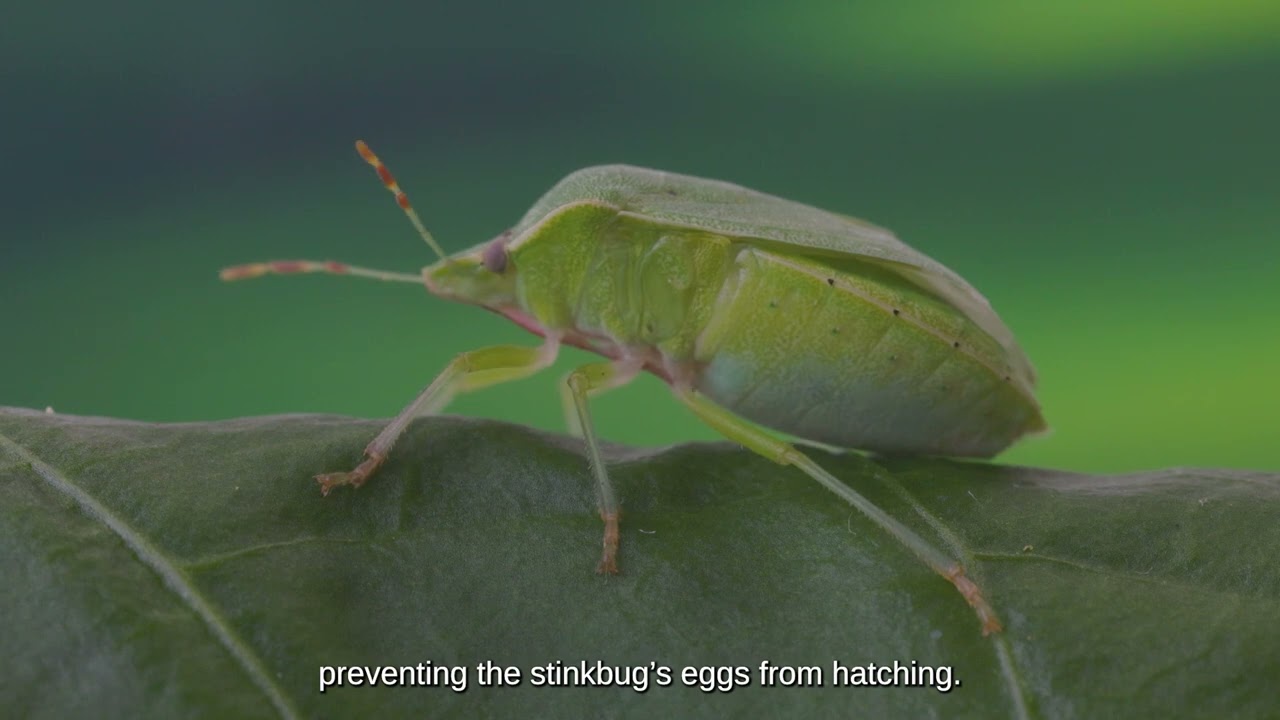 Video preview poster