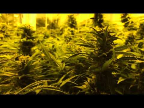 NES MICCEK - OH NO & RAPSTARS (OFFICIAL VIDEO)