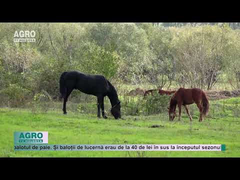 Un tânăr a salvat 4 cai de la sacrificare – AGRO TV News