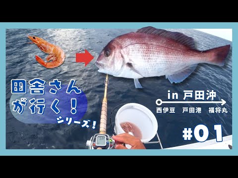 ¿Pescar dorada con gambas? ! Servicio de dorada Komase dorada Noviembre 2023 video de pesca #01