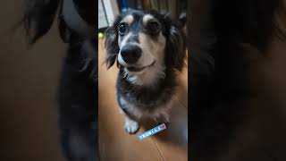 しずかさんによる愛犬れおん🐶のしつけ✨(可愛いくて仕方ないから保存用 ) #cutedog #cute #fyp #shortvideo