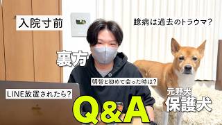 【質問コーナー】臆病な保護犬と裏方で回答してたらオナラで邪魔された
