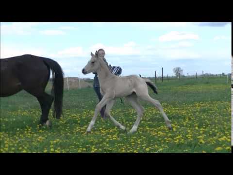 Mr. Riös erste Trab-Versuche