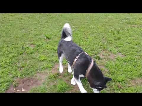 download lagu mp3 mp4 Black Malamute, download lagu Black Malamute gratis, unduh video klip Black Malamute