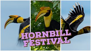 Great Hornbill at Khaoyai #khaoyai #カオヤイ #野鳥 #birding