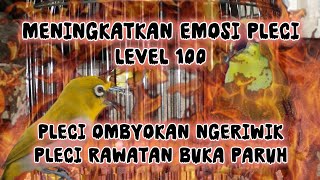 Download lagu pancingan pleci bikin emosi level 100 mp3 Download lagu pancingan pleci bikin emosi level 100 mp3