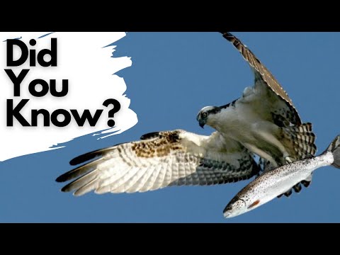 Things you need to know about OSPREYS!