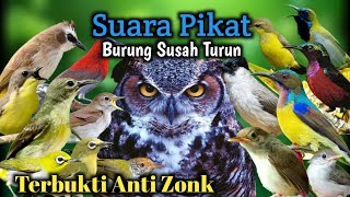 Download lagu Suara Pikat Burung Kecil Susah Turun Anti Zonk ‼️ Dijamin Paling Ampuh. mp3