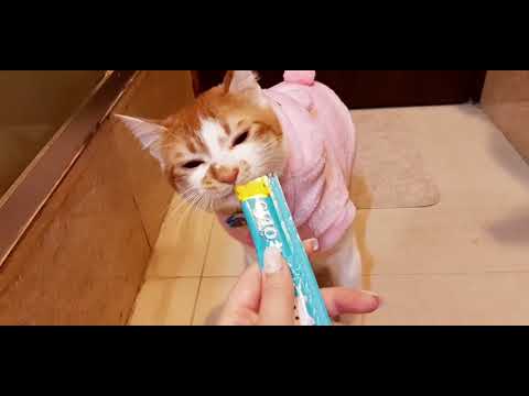 Sara Lau-CIAO 日本第一銷量貓小食 超級貓模短片大賽