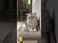 Funny Cat Cute Kittens600 Shorts Cat Cutecat Funny Pet Cat Foryou Viral Viralvideo