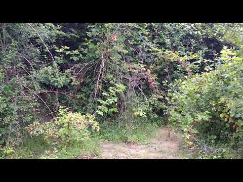 Vocalisation of yellow-bellied toads (Bombina variegata)