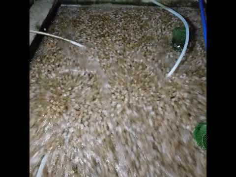 Tilapia Pond Biofiltration using K1 Kaldness