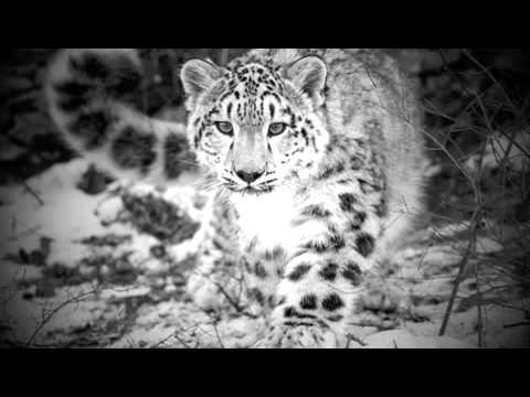 Hungarian Rhapsody No. 6 - Edvin Marton