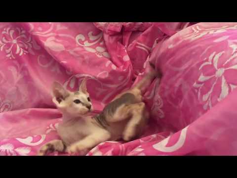 Suede Coat Peterbald Female Kitten plays with toy