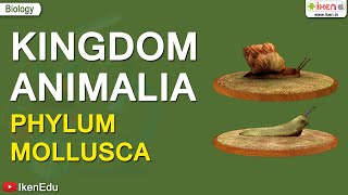 Kingdom Animalia: Phylum Mollusca | iKen | iKen App | iKen Edu