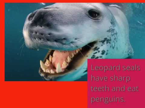 Emperor Penguins by Santino and Abigail