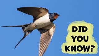 Barn Swallow Things You Need To Know!