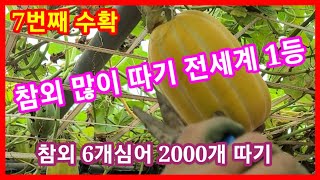 참외 많이따기 전세계 1등 1주심어 300개 이상 500개도 가능~세상에 이런일이,전원일기,인간극장,사노라면…