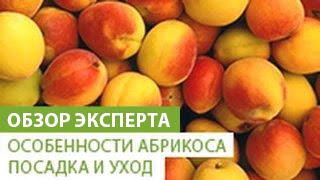 Смотреть онлайн Как садить дерево абрикоса и ухаживать за ним