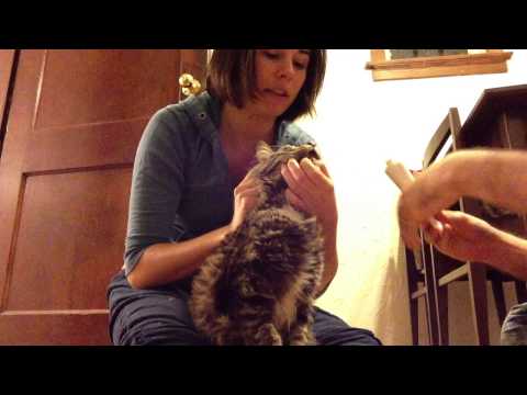 How to make a cat eat hairball gel
