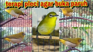 Download lagu Terapi Pleci Penggacor Agar Pleci Buka Paruh || Terapi Pleci Koloni || Suara Pleci Ribut mp3 Download lagu Terapi Pleci Penggacor Agar Pleci Buka Paruh || Terapi Pleci Koloni || Suara Pleci Ribut mp3