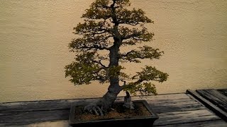 Download lagu Chinese Bonsai Garden Pavillion I mp3