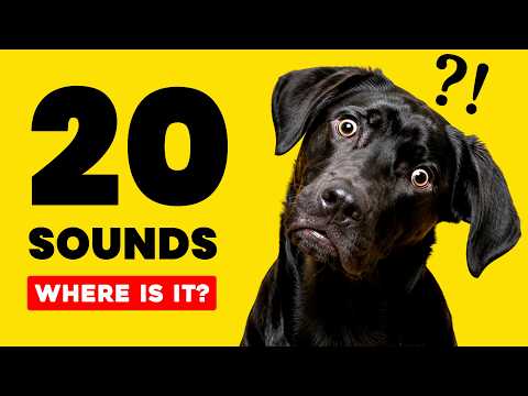 20 DOG Sounds That Make Dogs Search for the Source 🐶