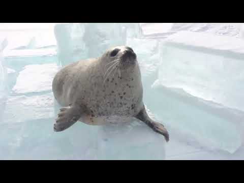 download lagu mp3 mp4 Seel, download mp3 Seel free download mp3, download mp3 Seel