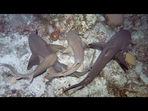 Shark Feeding Frenzy at Night - by Khurram Pervaiz
