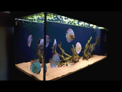 120 Gallon Discus Fish Tank | Juwel Rio 400