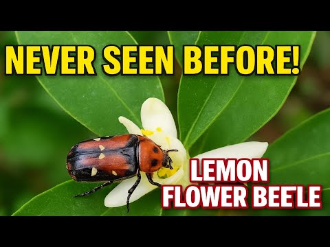 Never Seen Before! 🐞 Beetle in Lemon Flower – Drinking Nectar & Pollination Facts.