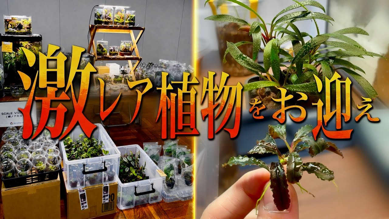 イベントに出展したらとんでもない植物と出会ってしまいました...