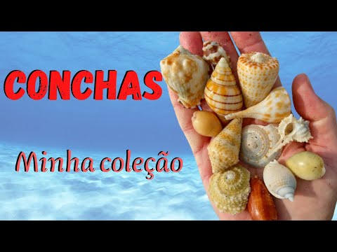 MOLUSCOS! VEJA ALGUMAS CONCHAS LINDAS E DIFERENTES DA MINHA COLEÇÃO!!!