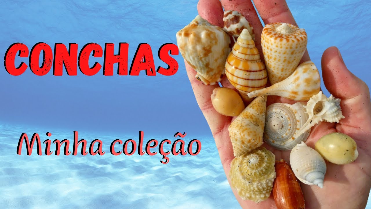 MOLUSCOS! VEJA ALGUMAS CONCHAS LINDAS E DIFERENTES DA MINHA COLEÇÃO!!!